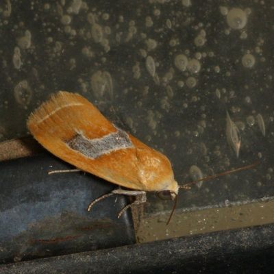 Hodges#9087 * Ponometia venustula ♀