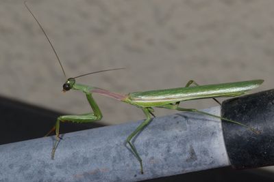 Bordered Mantis * Stagmomantis limbata ♂