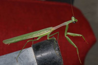 Bordered Mantis * Stagmomantis limbata ♂