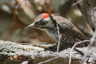 Arizona Woodpecker ♂