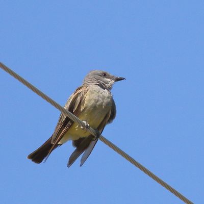 Cassins Kingbird