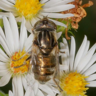 Eristalinus aeneus ♀