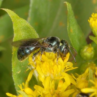 Ceratina Subgenus Zadontomerus