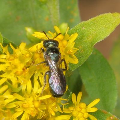 Ceratina Subgenus Zadontomerus