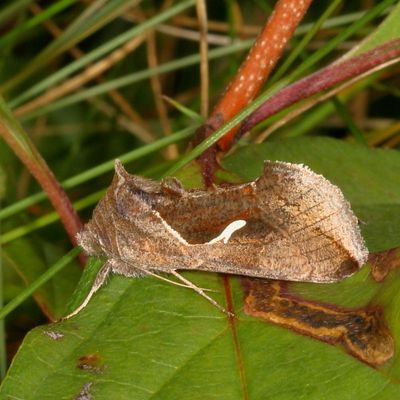 Hodges#8924 * Celery Looper * Anagrapha falcifera