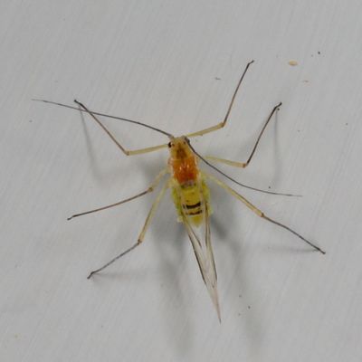 Subfamily Calaphidinae