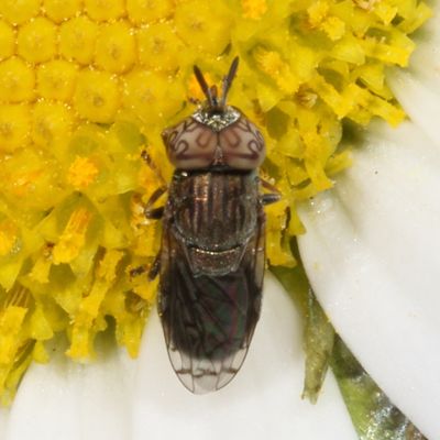 Orthonevra nitida ♂