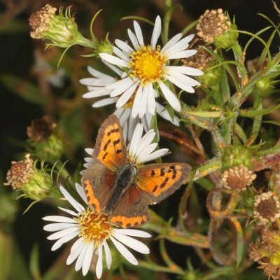 American Copper