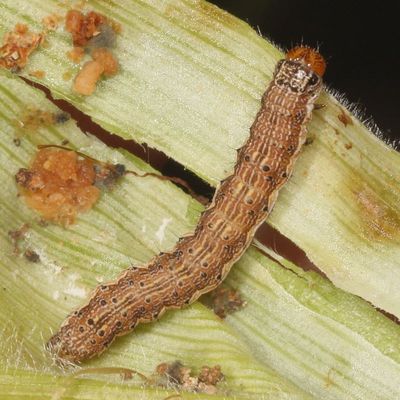 Hodges#11068 * Corn Earworm