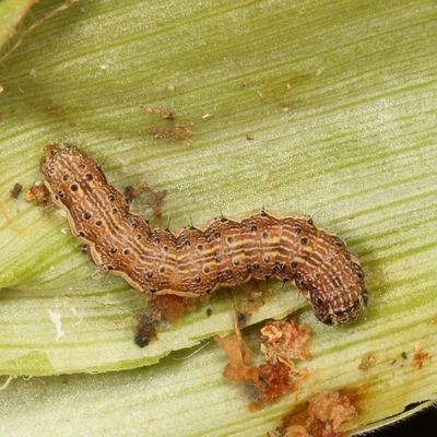 Hodges#11068 * Corn Earworm