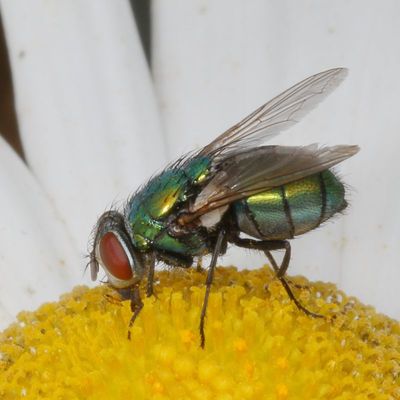 Genus Lucilia