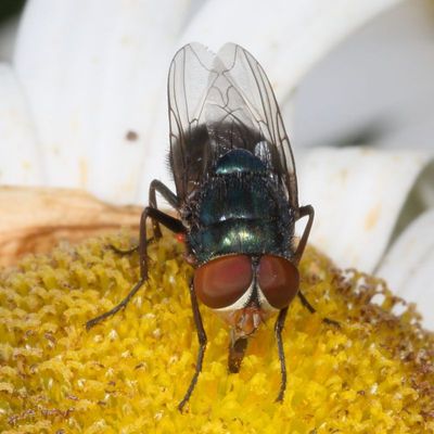 Genus Lucilia