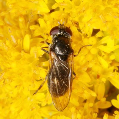Genus Cheilosia ♀