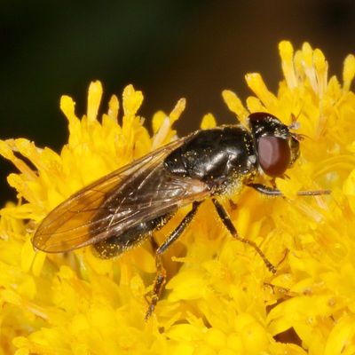 Genus Cheilosia ♀