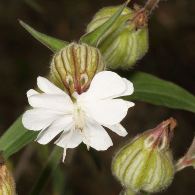 Silene latifolia * White campion