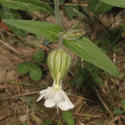 Silene latifolia * White campion