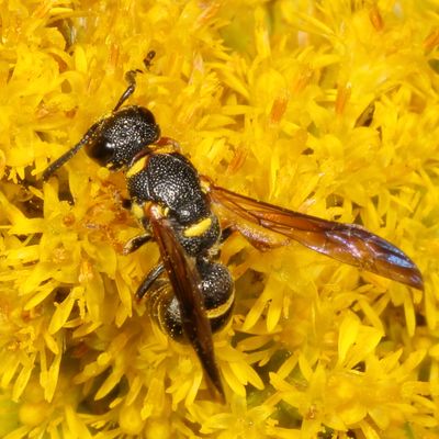 Parancistrocerus perennis