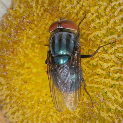 Genus Lucilia