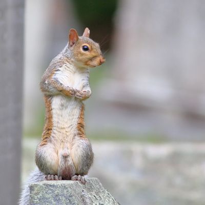 Eastern Gray Squirrel