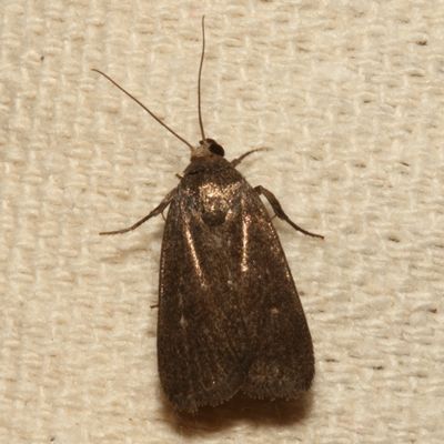 Hodges#9647 * Miranda Moth * Proxenus miranda