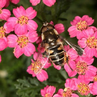 Eristalis dimidiata
