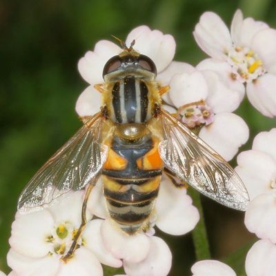 Helophilus latifrons ♀ * Broad-headed Marsh Fly