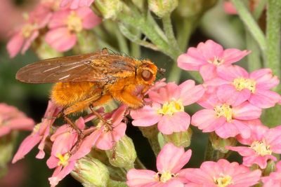 Scathophagidae : Dung Flies