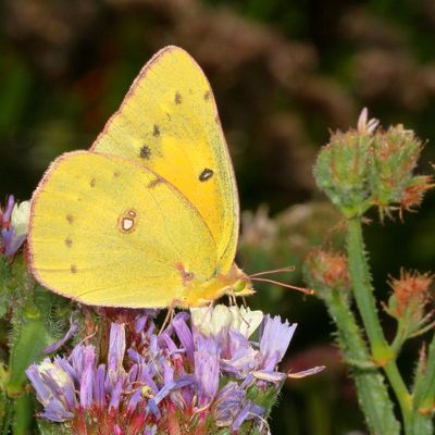 Orange Sulphur