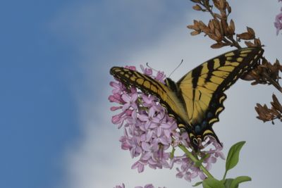 Eastern Tiger Swallowtail