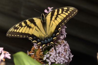 Eastern Tiger Swallowtail