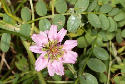 Securigera varia * Purple Crownvetch