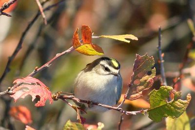 Golden-crowned Kinglet