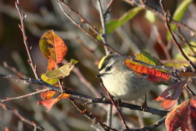 Golden-crowned Kinglet