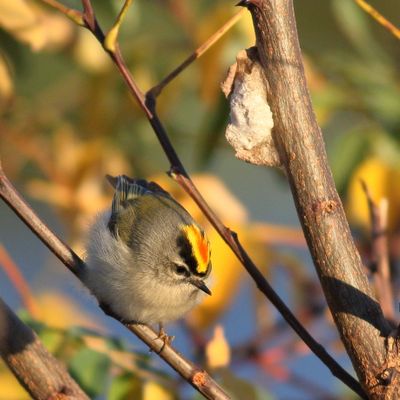 Golden-crowned Kinglet