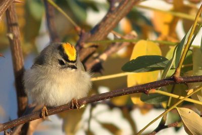 Golden-crowned Kinglet