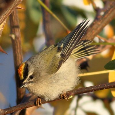 Golden-crowned Kinglet