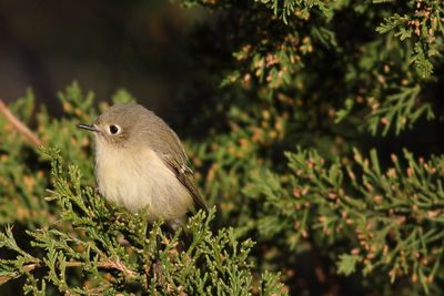 Ruby-crowned Kinglet