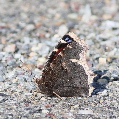 Mourning Cloak