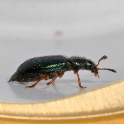 Redlegged Ham Beetle * Necrobia rufipes