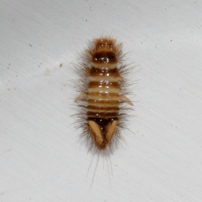 Anthrenus sp / larva