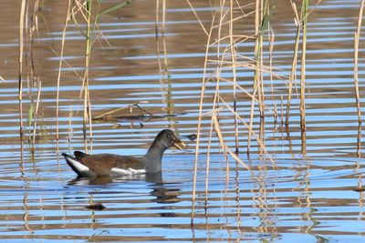 Common Gallinule / juvenile