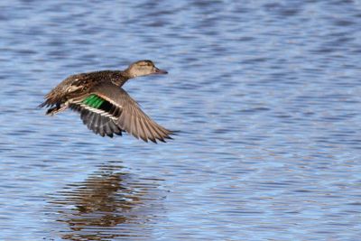 Green-winged Teal ♀