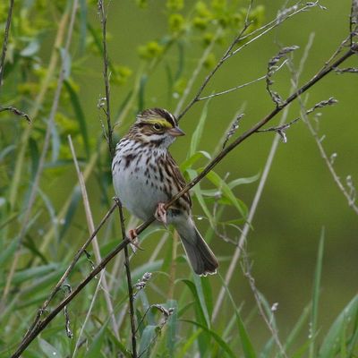 Savannah Sparrow