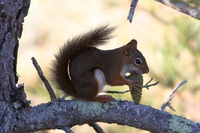 Red Squirrel