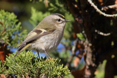 Golden-crowned Kinglet