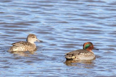 Green-winged Teal ♀ & ♂