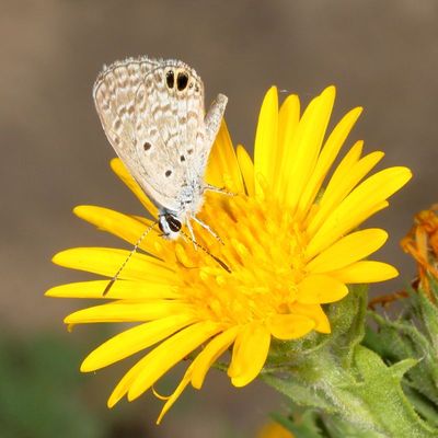 Ceraunus Blue
