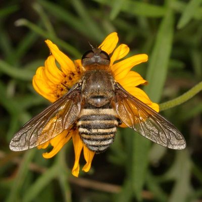 Subfamily Anthracinae