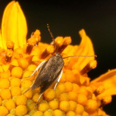 Family Scythrididae - Flower Moths