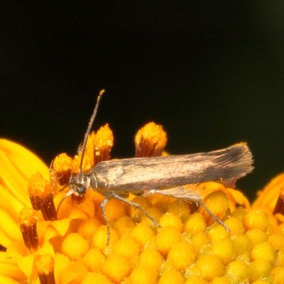 Family Scythrididae - Flower Moths